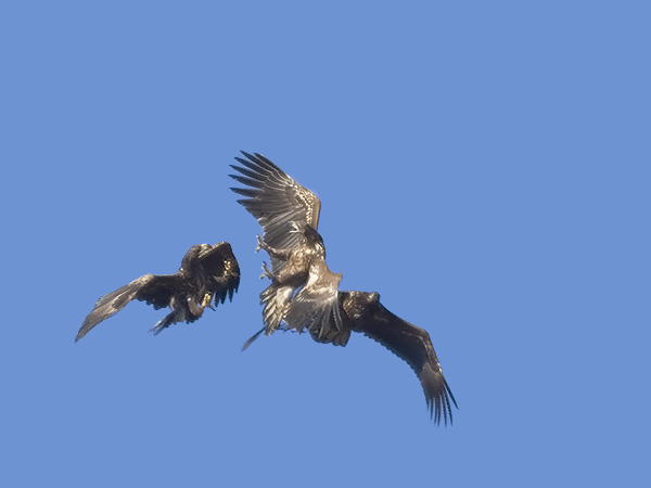 Merikotka, White-tailed Eagle, Haliaeetus albicilla